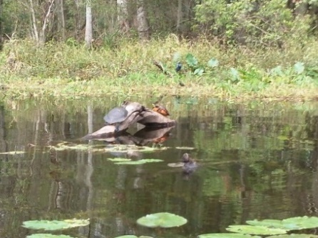 Paddling Hillsborough River