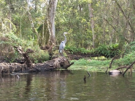 Paddling Hillsborough River