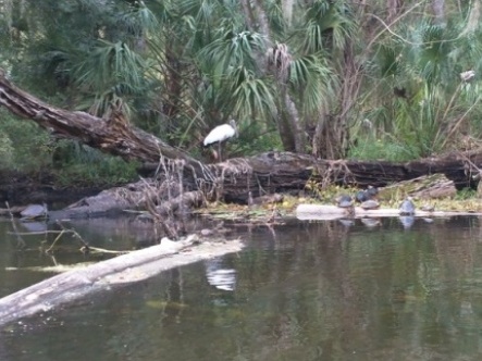 Paddling Hillsborough River