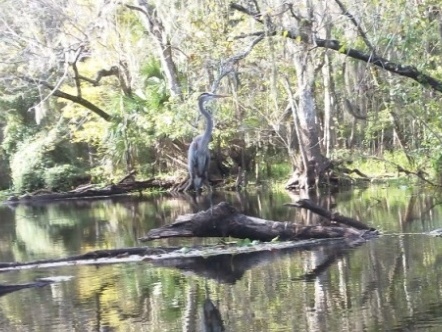 Paddling Hillsborough River