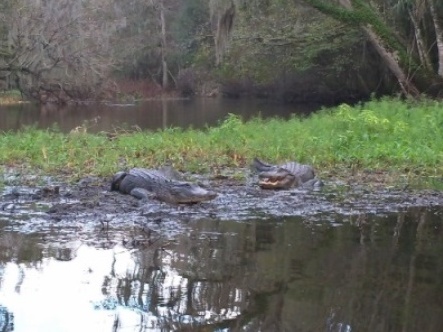 Paddling Hillsborough River