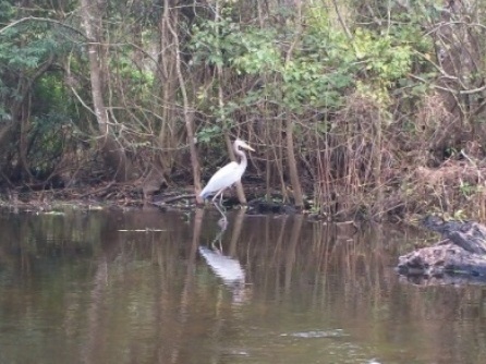 Paddling Hillsborough River