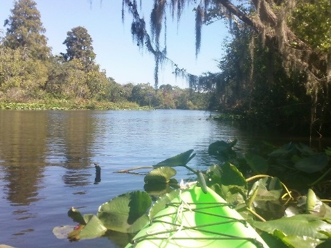 paddling Little Manatee River, kayak, canoe