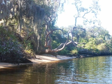 paddling Little Manatee River, kayak, canoe