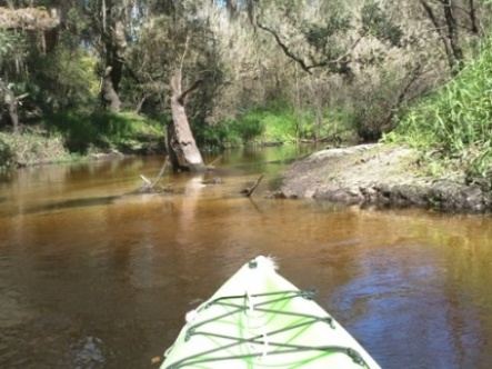 paddling Little Manatee River, kayak, canoe