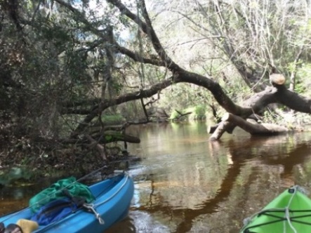 paddling Little Manatee River, kayak, canoe