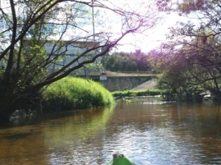 paddling Little Manatee River, kayak, canoe