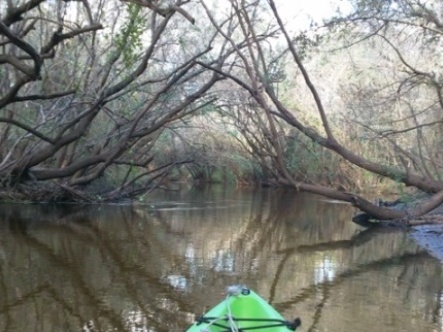 paddling Little Manatee River, kayak, canoe