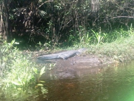 paddling Little Manatee River, wildlife, kayak, canoe