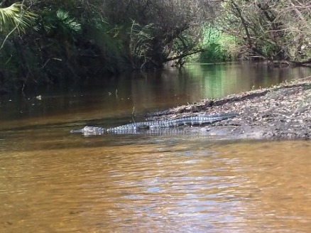 paddling Little Manatee River, wildlife, kayak, canoe