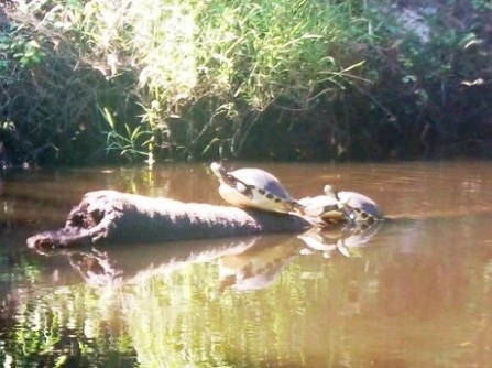 paddling Little Manatee River, wildlife, kayak, canoe