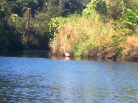 paddling Little Manatee River, wildlife, kayak, canoe