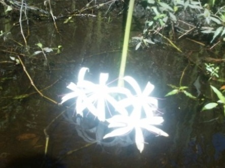 paddling Little Manatee River, wildlife, kayak, canoe