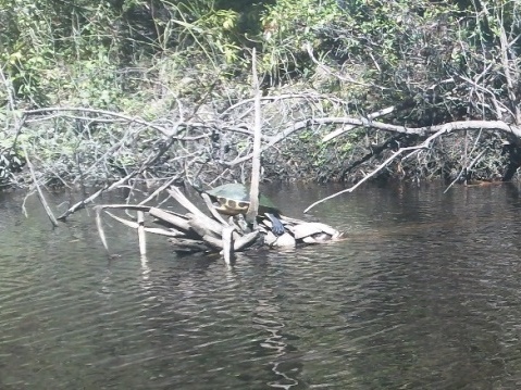 Florida Panhandle, Chipola River launches