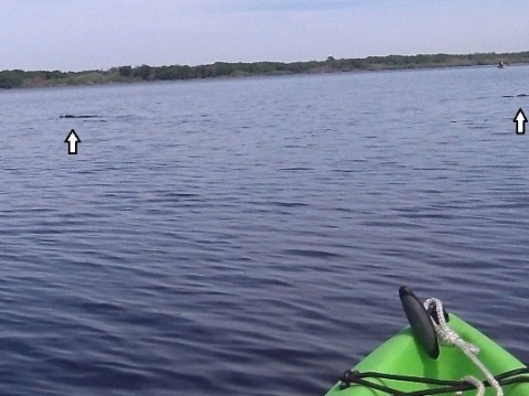 Paddle Myakka River