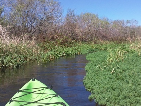 Paddle Myakka River