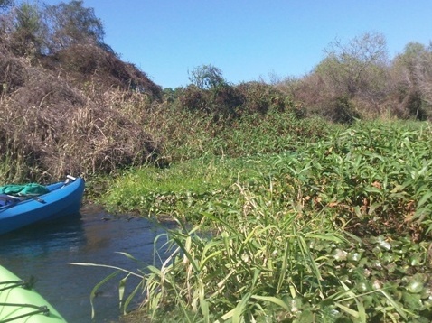 Paddle Myakka River