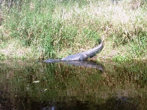 Paddle Myakka River