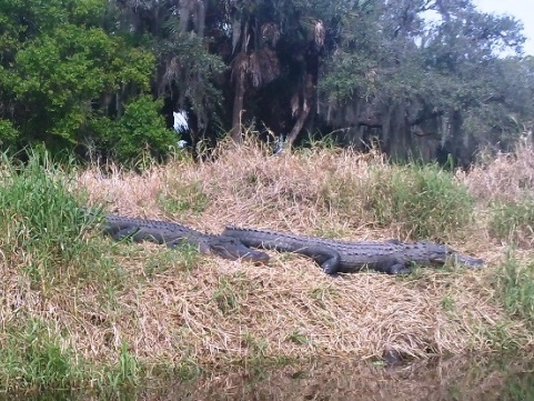 Paddle Myakka River