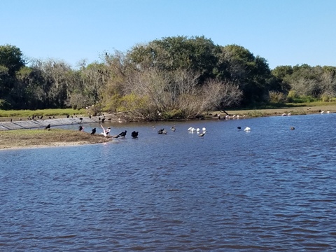 Paddle Myakka River