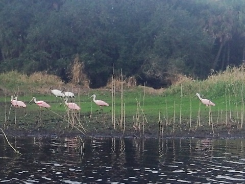 Paddle Myakka River