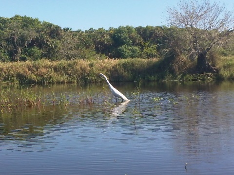 Paddle Myakka River