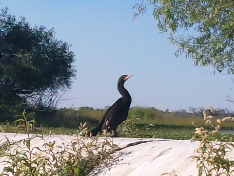 Paddle Myakka River