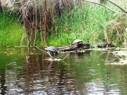 Paddle Myakka River