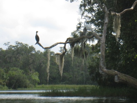 paddling Rainbow River, kayak, canoe