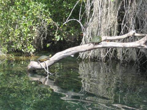 paddling Rainbow River, kayak, canoe