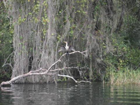 paddling Rainbow River, kayak, canoe