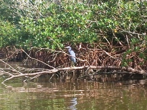 Paddling on Terra Ceia