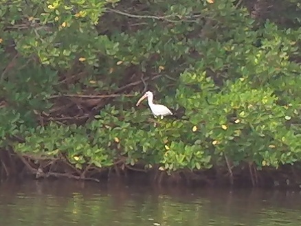 Paddling on Terra Ceia