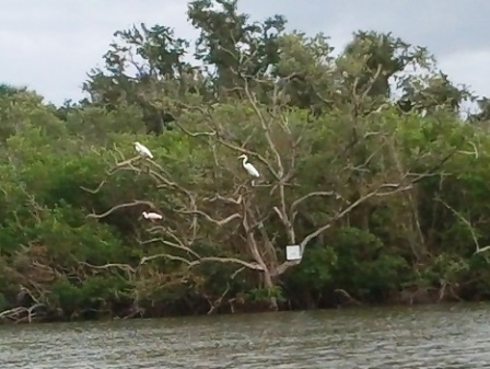 Paddling on Terra Ceia