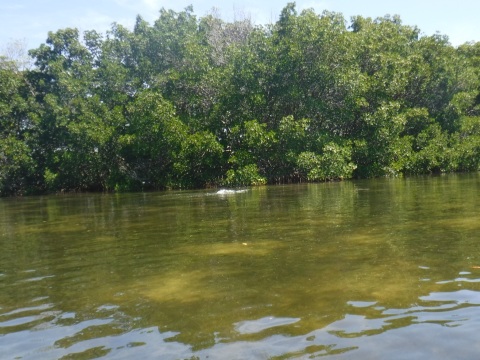 Paddle Weedon Island