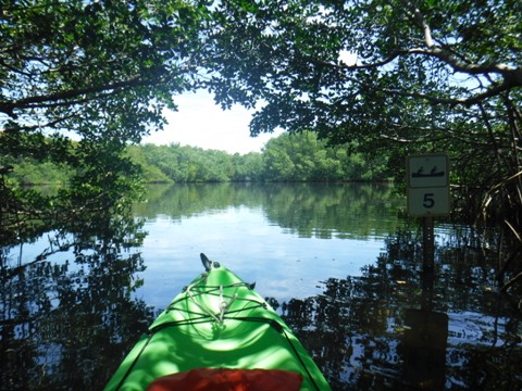 Paddle Weedon Island