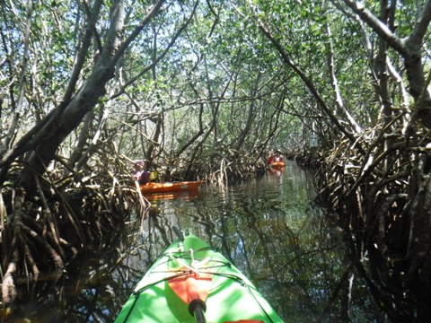 Paddle Weedon Island