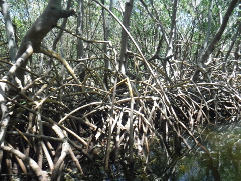 Paddle Weedon Island