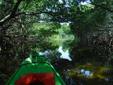 Paddle Weedon Island