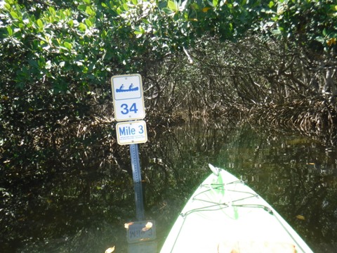 Paddle Weedon Island