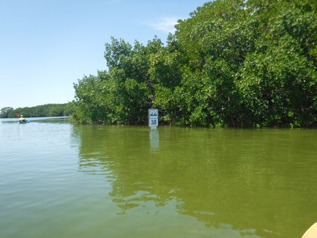 Paddle Weedon Island