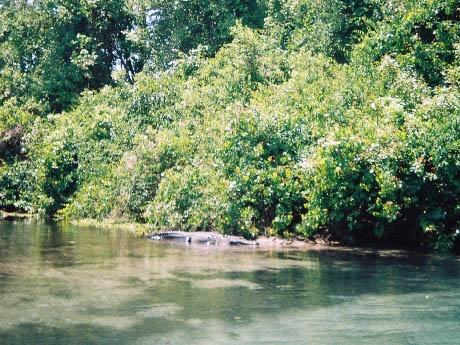 Paddle Weeki Wachee River