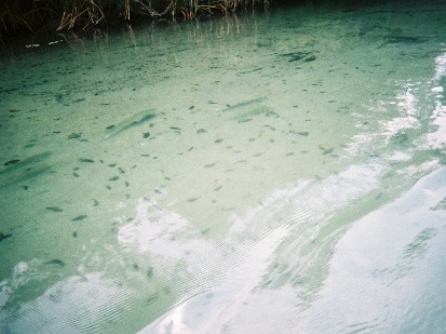 Paddle Weeki Wachee River