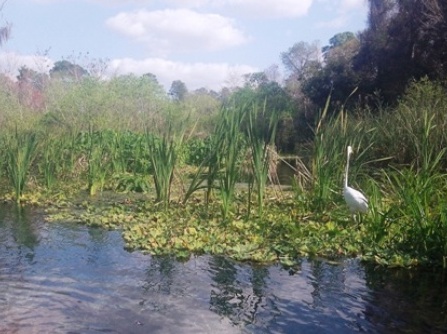 Paddle Weeki Wachee River