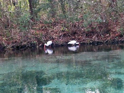 Paddle Weeki Wachee River