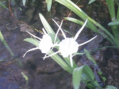 Paddle Weeki Wachee River