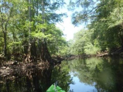 Paddle Withlacoochee River-south, Lacoochee