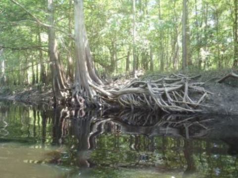 Paddle Withlacoochee River-south, Lacoochee