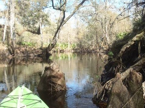 Paddle Withlacoochee River, Little Withlacoochee