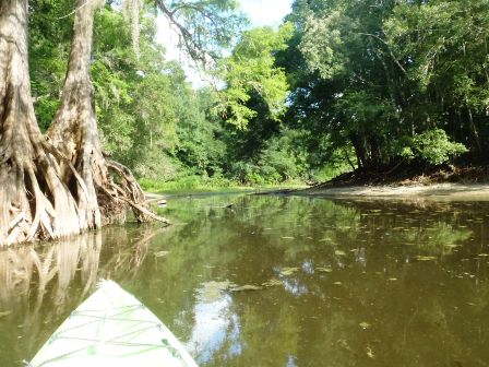 Paddle Withlacoochee River, Iron Bridge